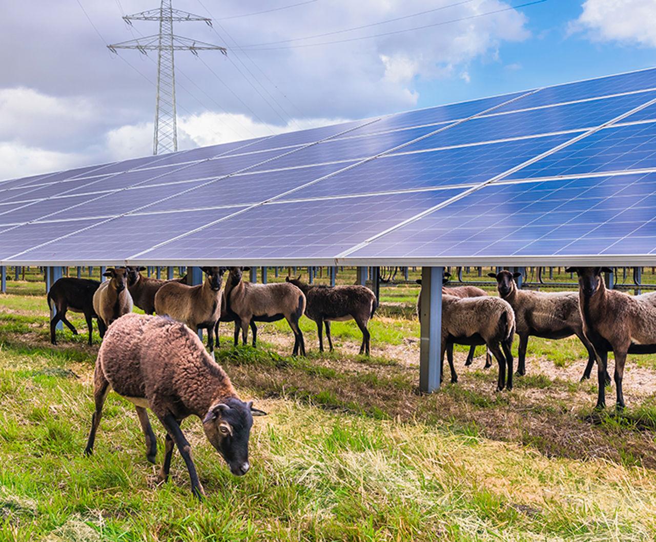 solar panels and employees